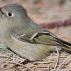 Ruby-crowned Kinglet
